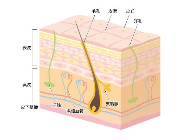 損傷治癒（傷を治すメカニズム）を応用し皮膚細胞再生のトリートメント